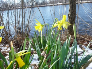 River-daffodil river daffodil